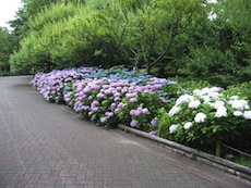 紫陽花の群生