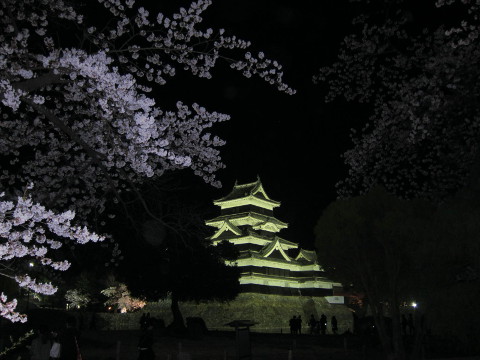 夜の松本城と桜